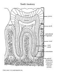 Select from 35970 printable crafts of cartoons, nature, animals, bible and many more. Tooth Anatomy Coloring Page