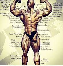 It's a compound exercise that works your entire back. Muscle Chart Lift Strong Live Long Mike Bodybuilding Motivation Sports Physical Therapy Fitness Motivation
