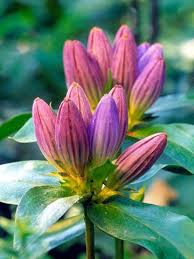 Blooms well in full to part sun but dislikes hot temperatures. Gentian Perennials Flowers Perennials Shade Flowers