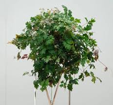 Image result for Rhoicissus