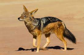 As a symbol in different cultures, jackal has a very important meaning. Facts About Jackals Live Science
