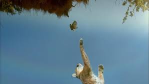 Caracal big cats are native to the dry savannah and woodlands of central, southern, and west africa and can be found also caracals can let out these calls if they are excited or anxious. Supernature Wild Flyers A Caracal S Incredible Vertical Launch Pbs