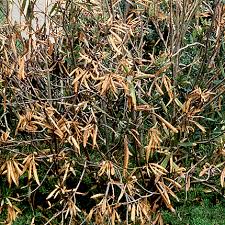 Image result for xylella fastidiosa oleander symptoms