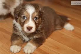 Find your new best friend now. Pin On Adorbs