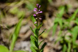 Image result for Polygala macrostigma