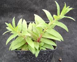 Image result for Epilobium salignum