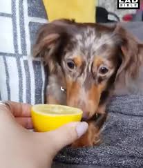 found on ifunny lustige haustiere lustige tiervideos tiere hund