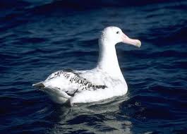 Check spelling or type a new query. Wandering Albatross Bird With Largest Wingspan Birds Flight