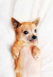 Fill with enough water to cover the chicken. How To Cook Chicken And Rice For Dogs