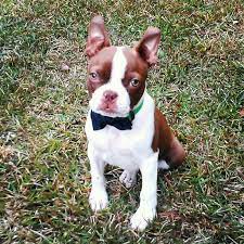 Auch mit der ähnlich aussehenden französischen bulldogge ist der boston terrier verwandt. Red And White Boston Terrier Puppies Pets Lovers