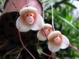 The extremely sensual scent of imaginary black orchid, flowers, spices, chocolate, balsamic notes and black truffle. 10 Unusual Orchids That Look Like Monkeys And Other Animals Dengarden