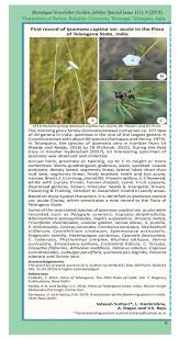 Image result for Ipomoea coptica