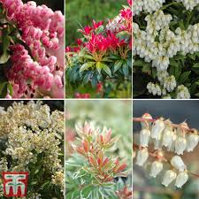 It bears attractive bronze foliage which matures to dark green, and white blooms resembling lily of the valley. Pieris Japonica White Rim Pieris White Rim In Gardentags Plant Encyclopedia