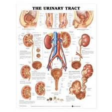 Urinary system diagrams are illustrations of the urinary system, also referred to as the renal system. Organ Anatomical Charts Brain Heart And Lung Anatomy Posters Gesundheit Poster Anatomisch
