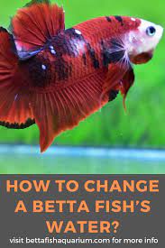 How To Change A Betta Fish S Water Betta Fish Betta Betta Fish Care