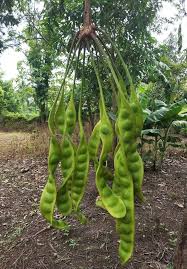 Image result for Parkia