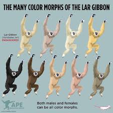 Image result for Hylebates