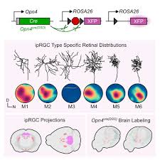 Image result for Eye Rest Green 1983 Hussmann