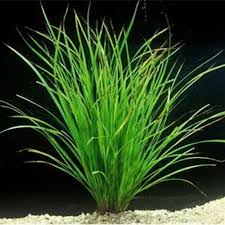 Image result for Cyperus spiralis