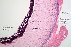 Spongy bone and compact bone. Compact Bone Decalcified Series 4x