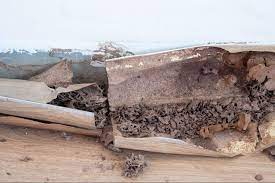 Pest control near me for termites