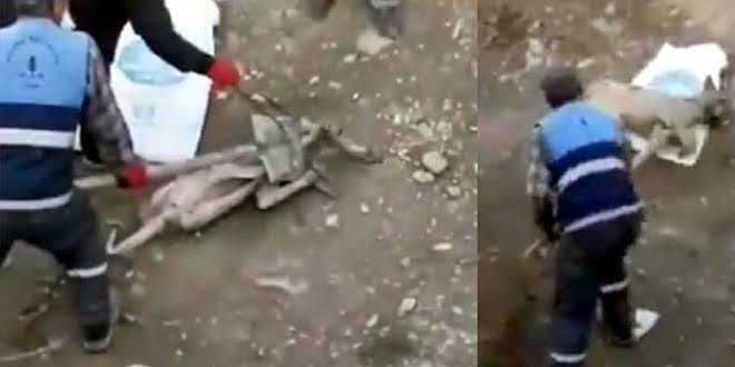 Muş’un Bulanık Belediyesinde görevli personellerin bir köpeğe işkence ettiği yönündeki iddiaların ardından 3 personelin açığa alındığı bildirildi. ile ilgili görsel sonucu"