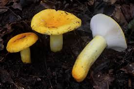 Image result for Russula flavida