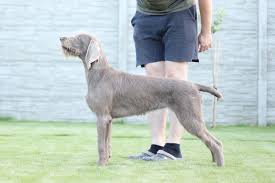 Image result for slovenský ohař hrubosrstý