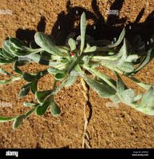 Image result for Helichrysum argyrosphaerum