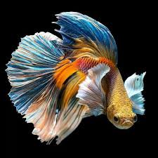 Betta Fish Color Colors Color Schemes Color Palette Colorful Photography Betta Fish Siamese Fighting Fish Betta Fish Types