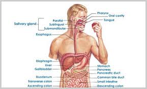 Il corpo umano è un singolo organismo, dove l'azionetutti gli organi e i sistemi sono strettamente correlati. Organi Ilsaputello It