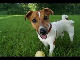 Jack Russell Terrier Kopegi Ozellikleri Nelerdir Osman Cakir Youtube