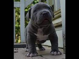 Tri color pit bull puppies for sale. Xl Pitbull Puppies For Sale Az 07 2021