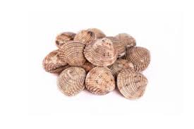 I datteri di mare appartengono alla classe dei molluschi bivalvi, ossia una tipologia di molluschi caratterizzati da due valve costituite da calcio e unite da una cerniera e che racchiudono l'intero animale. Gm1kspb9ny301m