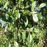 Image result for Rhamnus staddo