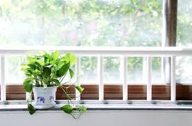 How Much Light Do My Indoor Plants Needs Plantmaid