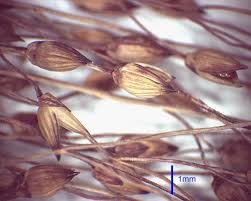 Image result for Panicum novemnerve