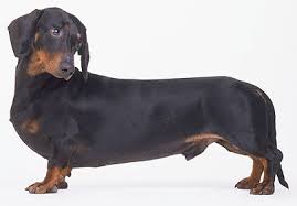 We did not find results for: Sausage Dogs Are The Most Aggressive Dogs