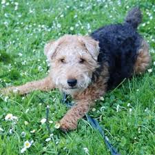 At beagelee breeding healthy puppies is our first concerned and we believe this is what you should expect from a reputable breeder. Welsh Terrier Breed Information Characteristics Heath Problems Dogzone Com