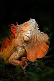 Green Iguana Displaying Costa Rica Photo By Petr Bambousek National Geographic Your Shot Green Iguana Iguana Pet Iguana
