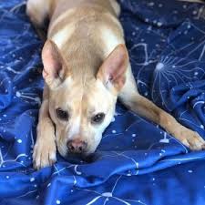 Surely, one of these fits your dog perfectly. 550 Celestial Space And Star Themed Dog Names All About Pets