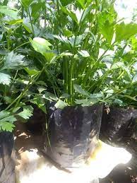 Daun pudina letak dalam teh panas, sedap sungguh, wangi dan segar je rasanya. Tanam Daun Sup Cara Mudah Murah Begini Stepnya Keluarga