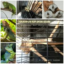 Cara merawat iguana bagi pemula. Jual Best Sale Tangkringan Pangkringan Kayu Kopi Buat Iguana Shopee Indonesia