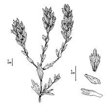 To clarify the list of pictures that you see: Lavender Flower Coloring Pages Download Print Online Coloring Pages For Free Color Nimbus