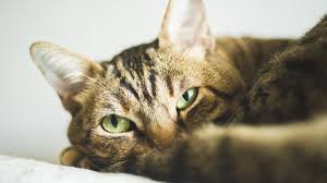 While cats are generally not as prone to ear problems like dogs, they can get mites or infections in the ear that need treatment. Permethrin And Cats Be Cautious To Avoid Side Effects From Human Use Shots Health News Npr
