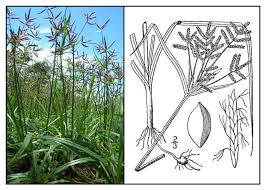 Image result for Cyperus sp.no.3