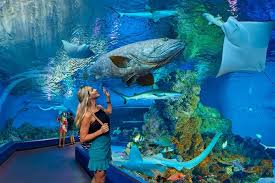 Visit cairns for the great barrier reef and wet tropics world heritage rainforest, but don't miss the great things to do in and around town. Eintrittskarte Fur Das Cairns Aquarium 2021 Cairns Tropical North Tiefpreisgarantie