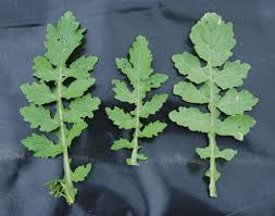 Image result for Rorippa nudiuscula