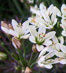 Image result for Nothoscordum borbonicum