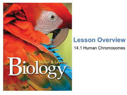 14 2 human genetic disorders answer key pdf best of all, they are entirely free to find, use and. 14 1 Human Chromosomes Key Questions 1 What Is A Karyotype 2 What Patterns Of Inheritance Do Human Traits Follow 3 How Can Pedigrees Be Used To Analyze Ppt Download